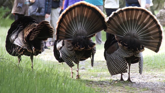 Three wild turkeys strut their stuff in the Effie Yeaw Nature Center, Carmichael.