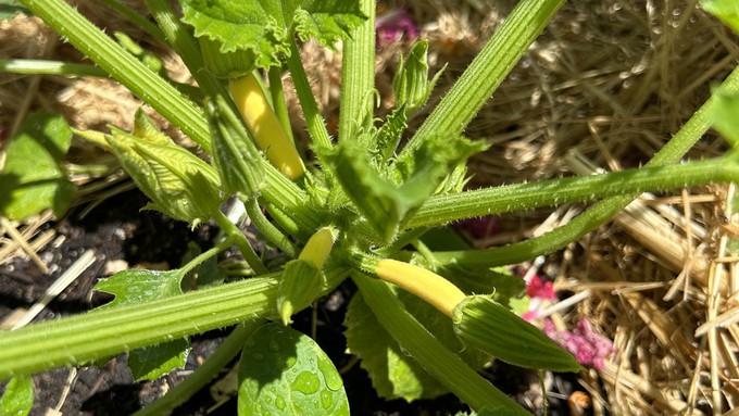 The squash is forming! But those babies won't grow unless pollinated.  If bees aren't finding your zucchini flowers, try transferring pollen from the large flowers to the ones with mini squashes at the base. Use a small soft brush.