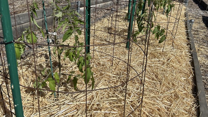 Tomato plants grow well in raised beds, a good solution for gardeners with less-than-ideal drainage or soil structure.