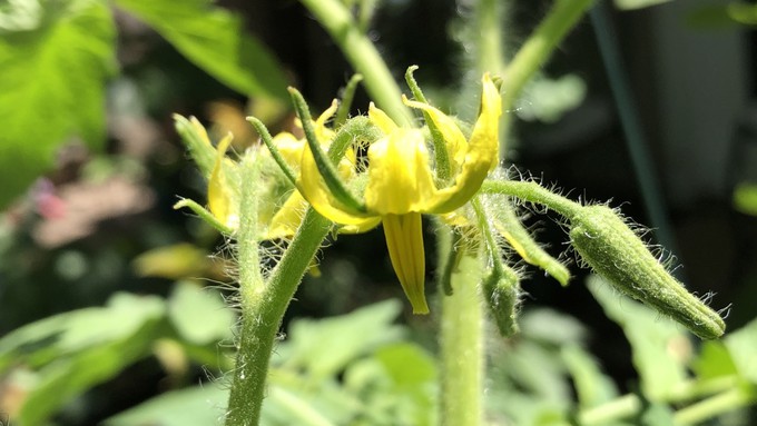 Image caption: Tomato-growing season will begin soon, really! Anyone looking for heirloom tomato starts can check out the Yolo master gardener plant sales April 1 or April 8. Perennials will be on sale, too.