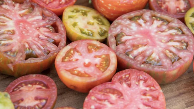 New varieties and old favorites will be among the tomatoes available for tasting at Green Acres in Auburn on Aug. 31.