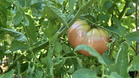 A Cherokee Carbon tomato ripens on the vine. Because of wildfire particulate in the air, tomatoes may develop a smoky taint.