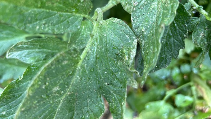 Spider mites cause damage by sucking cell contents from leaves,  leaving stippling like this. As infestations increase, thin webbing will be  visible on leaves and stalks.