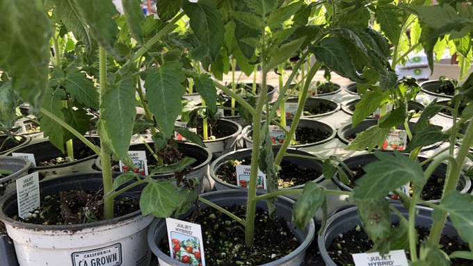 These Juliet tomatoes are just the right size for planting -- if  it were April. As it is, February is too cold, yet the seedlings were already on display for sale this past Wednesday.