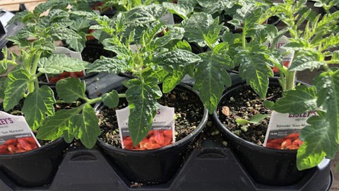 Image caption: Tomato transplants now are in good supply in local nurseries, but when should you plant?