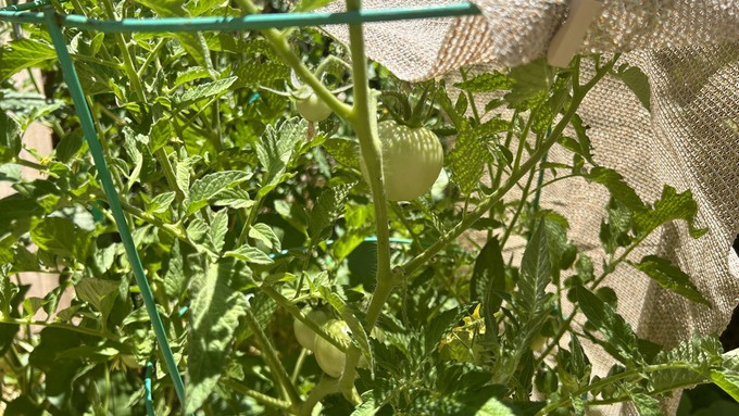A shade cloth (or burlap or a lace tablecloth) hung on a tomato cage can protect developing fruit from sunburn during a heat emergency.