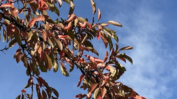 Those colorful leaves overhead will soon be on the ground, ready for raking and scooping. Meanwhile, the blue sky of earlier today will yield to storm clouds tonight.