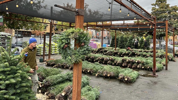 Fresh Christmas trees already have arrived at local businesses, including The Plant Foundry, above, and Green Acres. For those who like to choose and cut their own trees, El Dorado County growers report a good supply.