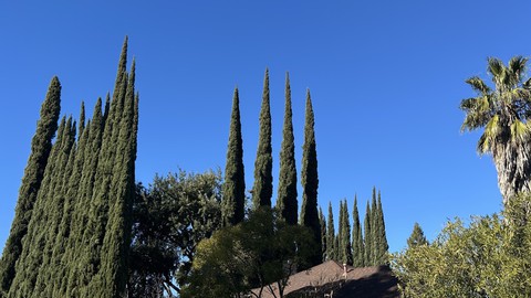 Image caption: Several rows of Italian cypress and a palm tree, among others, tower over a home in northeast Sacramento County.