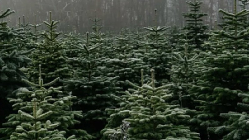 Expect the weather to be clear and cold (not snowy) this weekend at El Dorado County Christmas tree farms, most of which will be open for business starting Friday.