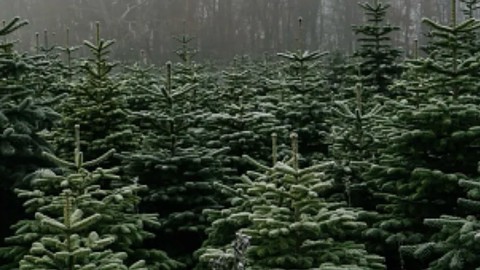 Image caption: Expect the weather to be clear and cold (not snowy) this weekend at El Dorado County Christmas tree farms, most of which will be open for business starting Friday.