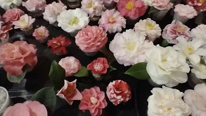 These camellia blossoms were displayed on the trophy table during the 2022 Camellia Show.