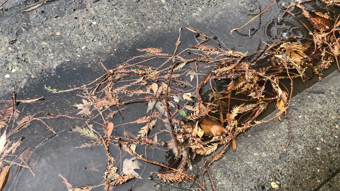 The strong winds and rain are knocking down lots of tree debris. Keep storm drains clear to prevent street flooding.
