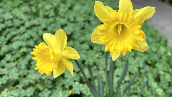 Expect to see more daffodils and other spring flowers during the warmer, drier days ahead.