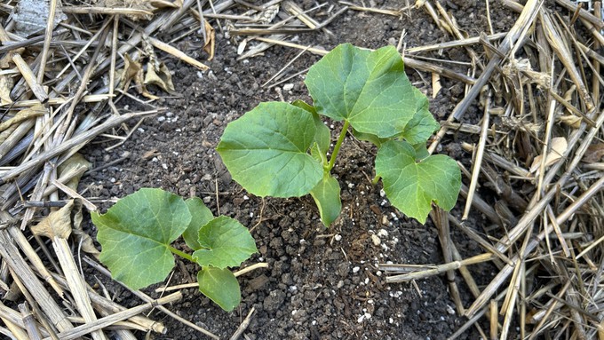 The warm May weather means melon plants (these are Ambrosias), as well as squash, pumpkins and cucumbers, pop up quickly from seed. Keep seedlings watered and mulched as they mature.