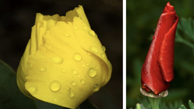 Island bush poppy, left, and red California poppy are among the colorful blooms this time of  year at Patricia Carpenter's native plant garden.