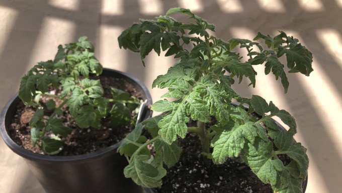 These two plants were recently transplanted to 1-gallon pots from 4-inch containers. They're big enough to spend a few hours outdoors on a partly covered patio.
