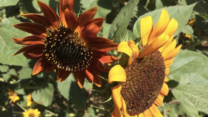 It's time to plant sunflowers -- the bees are counting on you!