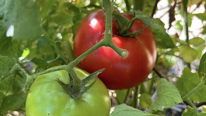 Tomatoes should get back to their regular fruit set and growth schedules with the return to more typical summer weather. Harvest when ripe to keep the plant producing.