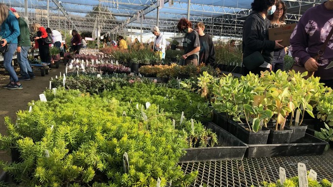 Expect plenty of plants -- and plenty of Friends of the Arboretum -- at the UC Davis Arboretum Teaching Nursery sale Saturday.