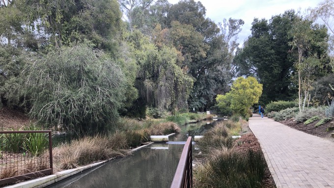 The UC Davis Arboretum and Public Garden encompasses the entire campus. It is known for its variety of well-cared-for trees, as shown in this photo from 2020. New plantings to replace fallen ones will be chosen based on adaptability to climate change.