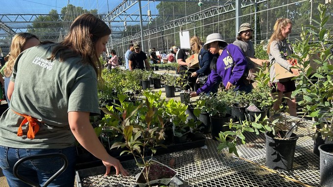 Shoppers and a student volunteer check over the supply of plants at the UC Davis Arboretum Teaching Nursery during the May plant sale. The nursery has three sales planned this fall.