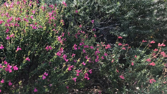 Fans of salvias can find many varieties of the perennial shrub at the UC Davis Teaching Nursery clearance sale this weekend. The ones shown here grow just outside the nursery.