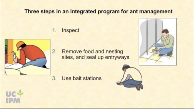 This is a screenshot from one of UCIPM's short videos on managing ants. Longer ones also are viewable on YouTube.