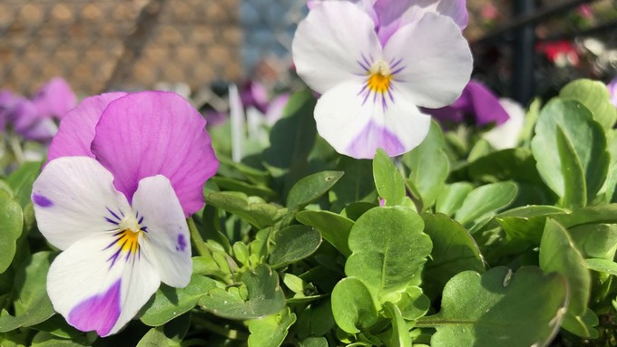 Transplant violas to your garden now for fresh bright spots through fall.