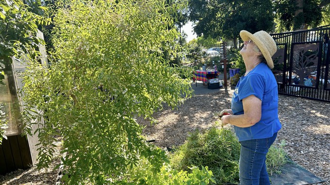 Master gardener Vivian Sellers checks over the lemon verbena she is pruning at the Fair Oaks Horticulture Center. She and Maria Schiffler will present a mini talk on "Beyond Basil: Kitchen Herbs" (including lemon verbena) at 8:45 a.m. Saturday.