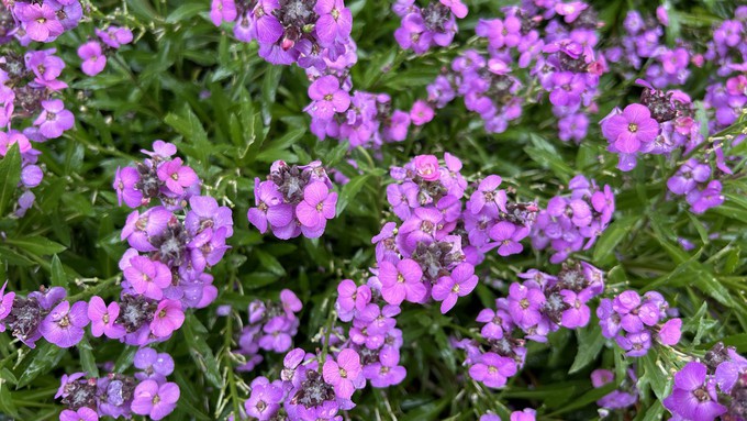 Wallflowers come in many colors, but this mauve-purple variety seems just right for Easter weekend.