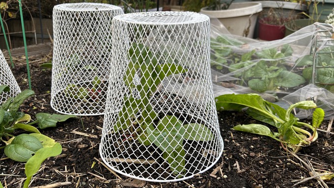 These wire wastebaskets can protect young plants, while tulle fabric, in background, can be used as floating row cover for brassicas in a small garden.