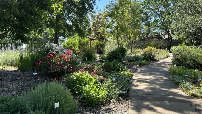 Find inspiration (and shade) at the Water Efficient Landscape of the Fair Oaks Horticulture Center. This area is open during regular park hours; the rest of the FOHC will be open as well especially for Open Garden on Saturday.