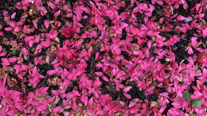 Camellia petals on the ground -- and soggy, too! Yikes, gather those up to prevent the spread of blossom blight.