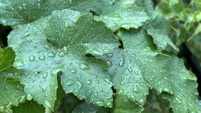 Did your garden wake up to rain this morning? It's a refreshing change from heat and smoky air.