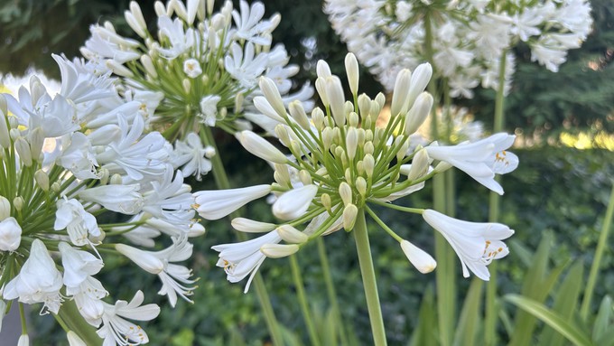 Agapanthus, aka lily of the Nile, is a popular summer flowering plant around Sacramento. Most varieties have periwinkle or blue flowers, but some bloom white.