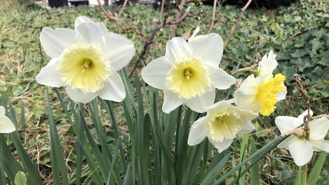 Blooming daffodils, narcissus and other bulbs may fool us into thinking spring is close.
However, there's another round of cold weather ahead this week.