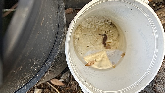Oops, something knocked this small bucket to the ground, where it's been collecting water from recent rainstorms. Check around garden equipment as well as plants and drainpipes for water accumulation.