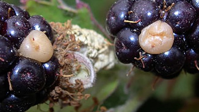 This close-up on two blackberries shows the white-to-tan drupelets that can develop in hot, dry weather.