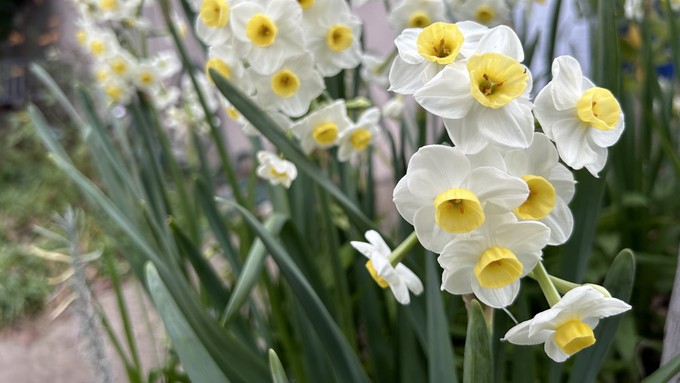 These narcissus seem to be ready for spring, but we still have several weeks of winter ahead of us.