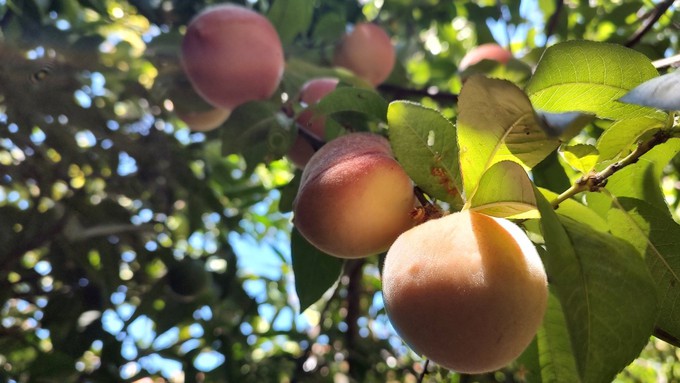 White peaches ripen on the tree within easy reach of picking. Summer pruning can help keep fruit trees compact and more productive.