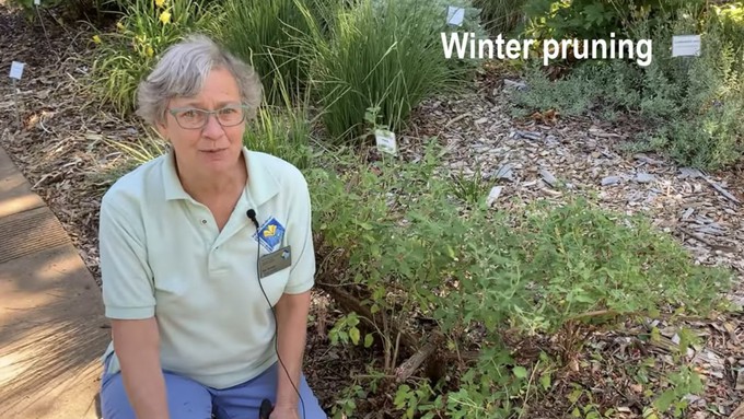 Sacramento County master gardener Pat Schink explains winter pruning of woody sages, aka salvias, in a video available on YouTube.