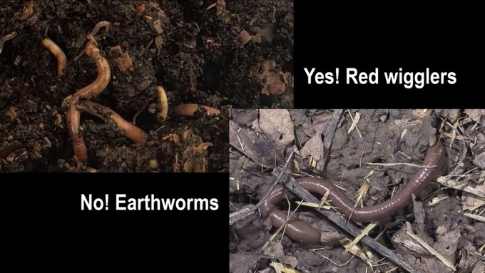 Tips on worm composting -- including the right type of worms -- are in one of the Sacramento County master gardeners' YouTube videos.