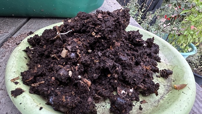 This might look like a failed chocolate cake, but it's rich compost harvested from red wigglers.