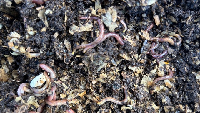 Red crawlers (not earthworms) live and eat well in a large bin filled with pine shavings.