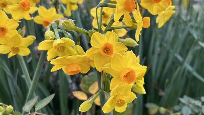 This bunch of narcissus may have bloomed extra early, but the flowers' bright color is welcome on gloomy January days. Cut some blooms to bring indoors.