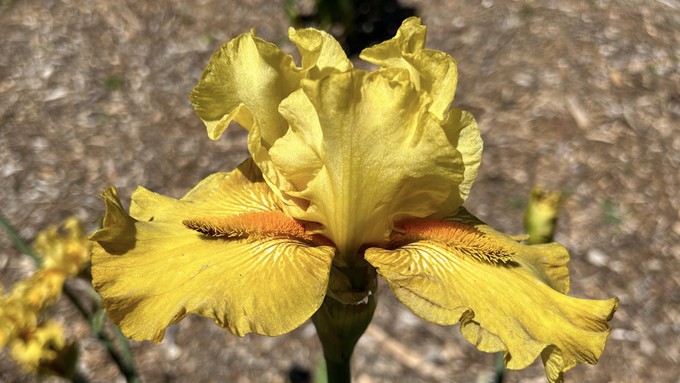 This beauty is the 'Go Berserka' iris. Find rhizomes for gorgeous irises at the Sacramento Iris Society sale this Saturday.