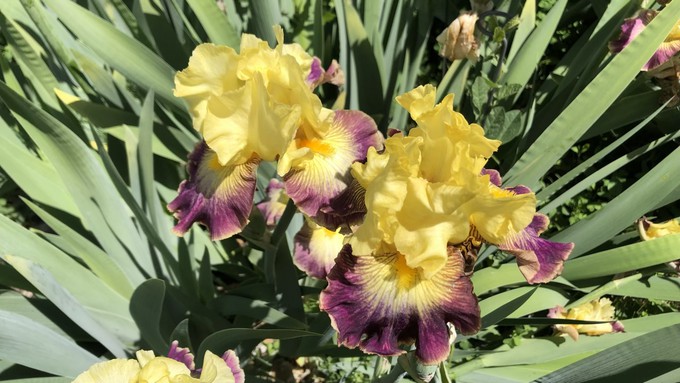 See tall bearded irises like this beauty and other varieties as well at the Sacramento Iris Society Show and Sale.