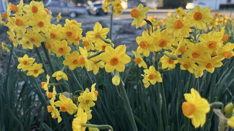 Image caption: Someone needs to tell this group of yellow narcissuses (or narcissi) that they jumped the seasonal gun -- though it is nice to see something so cheery in January.