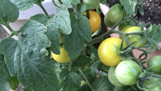 So the tomatoes are starting to grow -- and the pests appear.